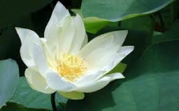 Bỏ phiền não thì nhất định tu thành Phật